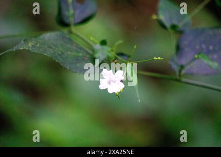 Strobilanthes sp. trobilanthes is a genus of about 350 species of flowering plants in the family Acanthaceae Stock Photo