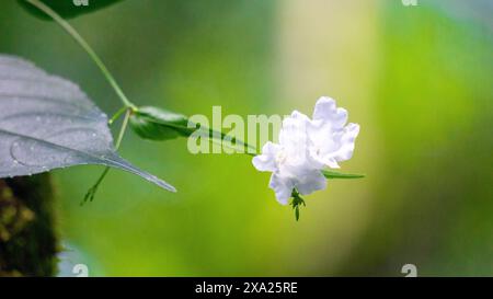 Strobilanthes sp. trobilanthes is a genus of about 350 species of flowering plants in the family Acanthaceae Stock Photo