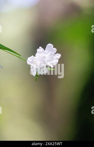Strobilanthes sp. trobilanthes is a genus of about 350 species of flowering plants in the family Acanthaceae Stock Photo