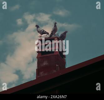 The birds resting on a chimney atop a roof Stock Photo