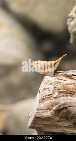 A brown house wren (Troglodytes aedon) perched on a wooden surface Stock Photo