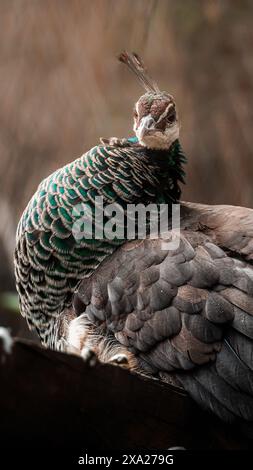 A close-up of a beautiful peacock Stock Photo