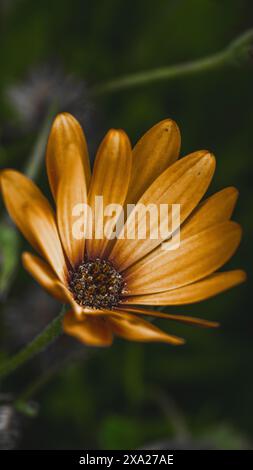 A close-up of vibrant yellow Osteospermum Eklona flower Stock Photo