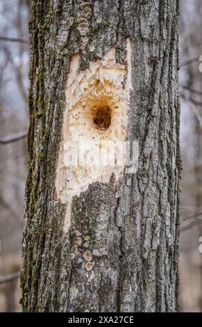 A woodpecker hole in a tree trunk Stock Photo