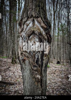 An unusual large knot in a tree on a forest background Stock Photo