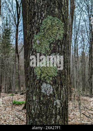 A tree with several types of fungi and growths on bark Stock Photo