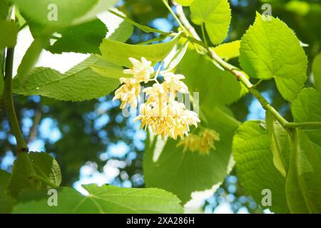 Tilia is genus of trees, bushes. Linden European species, basswood North American species. Linden inflorescences on branch. Linden flower tea has plea Stock Photo