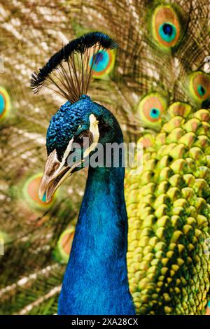 Peacock standing next to its vibrant feathers in a display area Stock Photo