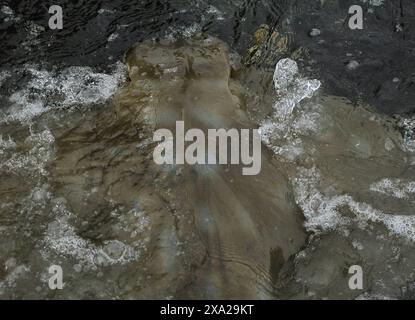 An Eagle Ray close up from behind of it splashing on the surface of the water in Waitemat Harbour, Auckland, New Zealand Stock Photo