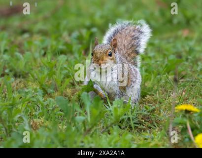 A squirrel perched in grassy field Stock Photo