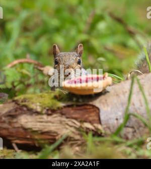 A squirrel munching on a slice of food atop a tree stump Stock Photo