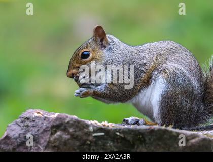 A squirrel perched on a rock Stock Photo