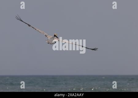 Large bird soaring over a choppy ocean on a breezy day Stock Photo