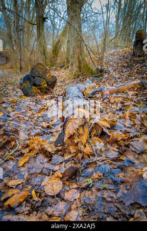 A deceased tree lies in a forest near water and trees on the bank in Ludvika town, Sweden Stock Photo