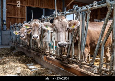 A closeup of young cows in a free-range stable in the Tyrolean Alpine region of Austria Stock Photo