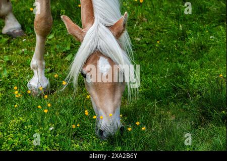 A mountain Haflinger horse on an alpine pasture in a Tyrolean valley Stock Photo