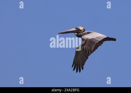 A big bird soaring under clear blue skies in daylight Stock Photo