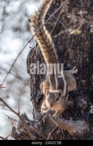 An Indian Palm Squirrel, native to India, in its natural habitat Stock Photo