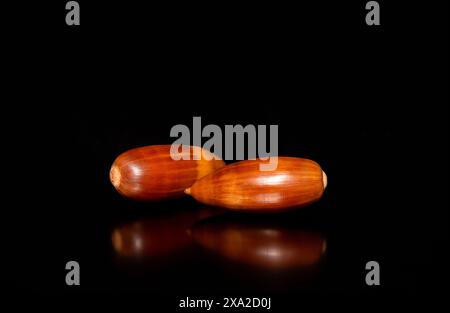 A cose-up of two cork oak tree acorns, Quercus suber seeds on a dark background. Stock Photo