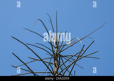 The branches of a dry tree against a blue sky background. Stock Photo