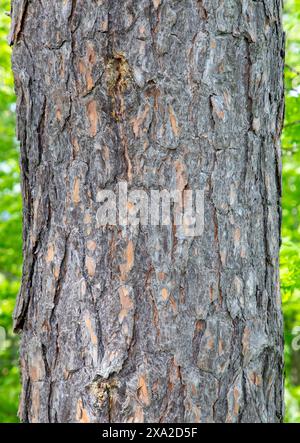 Detailed close-up of Pinus tree trunk texture Stock Photo