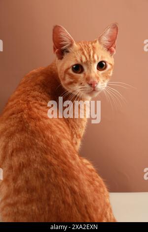 Adorable Ginger Cat with Big Eyes Posing Against a Neutral Background Stock Photo