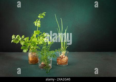 Growing from organic waste, sprouting carrots and beets at home, onions and celery and garlic, healthy and tasty vegetable haulm on the greens backgro Stock Photo