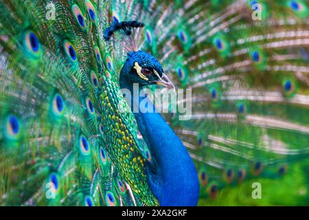 A close-up view of a peacock displaying its vibrant feathers in a majestic manner. The intricate patterns and vivid colors of the feathers are highlig Stock Photo