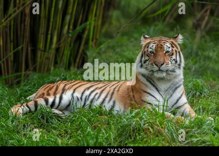 Close tiger male. Wild adult animal in the natural habitat Stock Photo