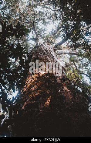 This awe-inspiring photograph captures the towering height and lush canopy of a majestic tree in a South African forest. Perfect for nature and forest Stock Photo