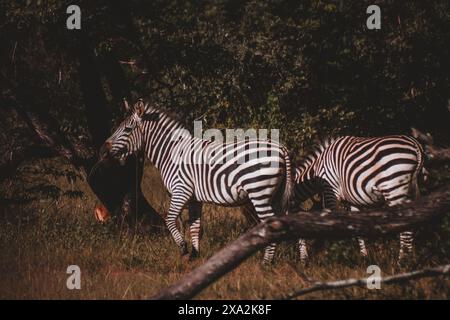 A pair of zebras, their striking black and white stripes standing out against the lush greenery, graze peacefully in the wilds of Zimbabwe, embodying Stock Photo