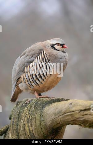 Close-up of Rock Partridge (Alectoris graeca) on an old tree trunk Stock Photo