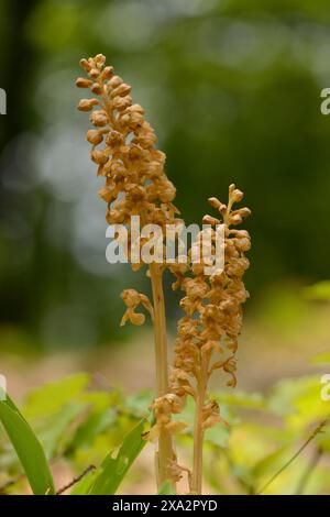 Close-up of Bird's-nest Orchid (Neottia nidus-avis) blossoms in a forest in spring, Upper Palatinate Stock Photo