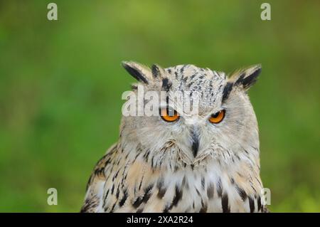 Owl (Bubo bubo sibiricus) portrait on a meadow, captive Stock Photo