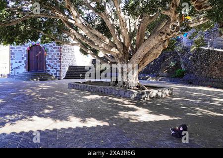 Ermita de la Immaculada Concepcion, Mountain village Masca In the Teno Mountains, Masca, Tenerife, Spain, Europe, Large tree provides shade on a Stock Photo