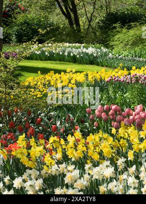 A mixed flower bed with daffodils tulips and crocuses like a wild ...