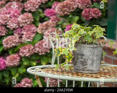 Close-up of a plant pot with ivy on a decorated garden table in front of blooming hydrangeas, Spiekeroog, Germany Stock Photo