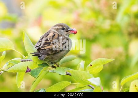 A house sparrow (Passer domesticus) with a fruit of the snowy mespilus (Amelanchier ovalis) in its beak, Hesse, Germany Stock Photo