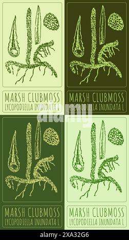 Set of vector drawing MARSH CLUBMOSS in various colors. Hand drawn illustration. The Latin name is LYCOPODIELLA INUNDATA L. Stock Vector