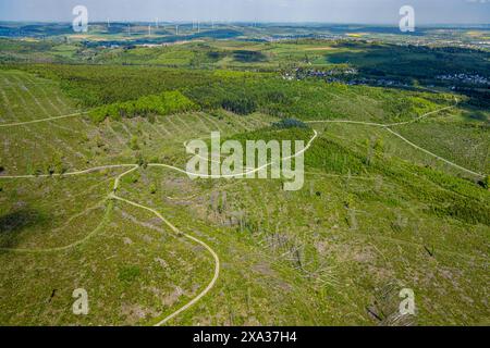Aerial view, forest area with forest damage calamity areas, eastern forest area of the river Hoppecke near Brilon-Wald, Brilon, Sauerland, North Rhine Stock Photo