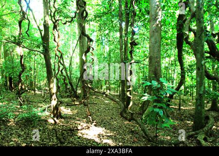 Landscape of a part of lowland forest, where liana vines are seen in Tangkoko Nature Reserve, a protected habitat for crested macaque in Indonesia. Stock Photo
