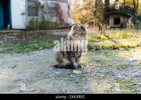 Fluffy cute cat in the light of the setting sun in the courtyard of a village house Stock Photo
