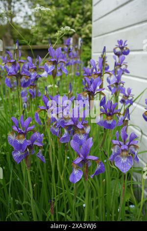 Beautiful Siberian Iris, Iris Sibirica. Stock Photo