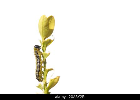 Caterpillar of Box-tree moth (Cydalima perspectalis) an invasive species to Europe and a major pest, feeding on Box (Buxus sempervirens) leaves, UK. Stock Photo