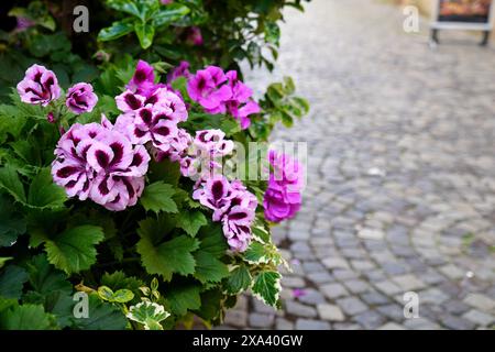 Pink blooming geranium flowers in pots on side of cobbled pedestrian street in old center of Bucharest Stock Photo