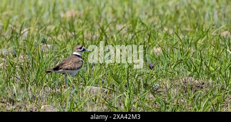 The orange eye of a killdeer stands out amongst the green grasses of an Illinois prairie Stock Photo