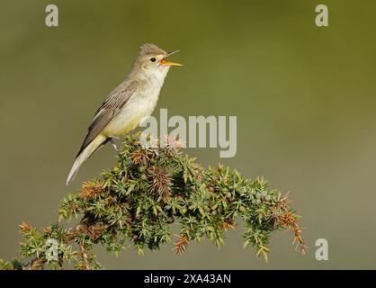 Icterine warbler in Juniper top Stock Photo