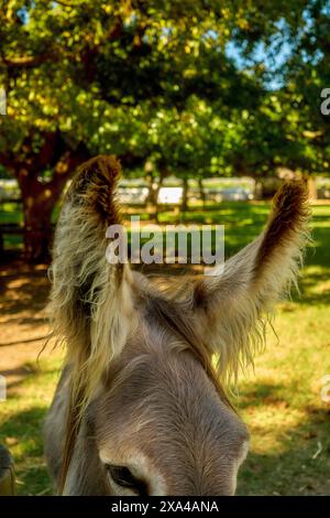 A close-up of a friendly-looking donkey with alert ears facing the camera in a sunny, green pasture. Stock Photo