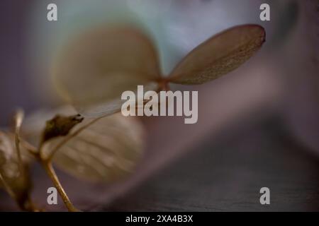 A close-up photograph of delicate, translucent leaves, with a focus on their intricate veins and a soft, blurred background. Stock Photo