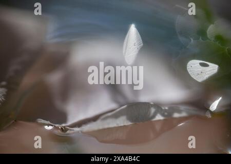 The image showcases a gentle scene of water droplets on a translucent, delicate surface, with soft lighting and blurred background enhancing the dreamy atmosphere. Stock Photo